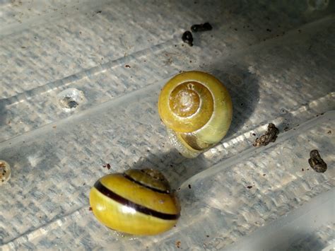 Cepaea Hortensis yellow one stripe – Amazing Land Snails