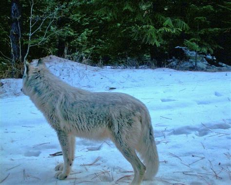 Trail Cam Photos That Reveal Oregon S Hidden Wildlife Oregonlive