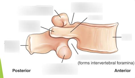 Lumbar Vertebra Lateral View Diagram Quizlet