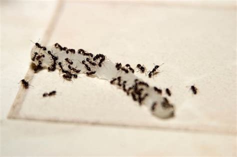 Getting Rid Of Ants In The Kitchen Thriftyfun