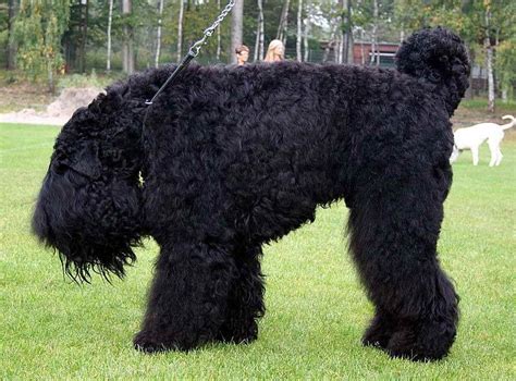 Black Russian Terrier Temperament Black Russian Terrier Black