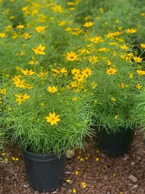 Coreopsis v. ‘Zagreb’; Zagreb Tickseed – Feeney's Wholesale Nursery