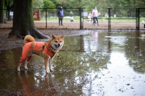 Shiba inu cachorro agitando água shiba inu cachorros em um olhar para a