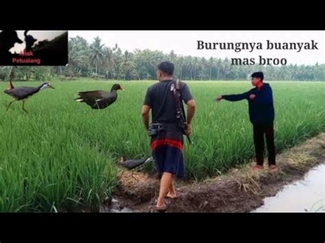 Vlog Dan Berburu Di Awal Musim Hujan Berburu Tekukur Berburu Bajing