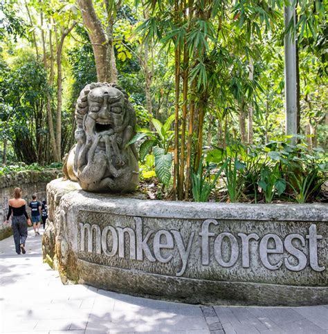 Ubud Monkey Forest In Bali Will Reopen November 5th The Bali Sun