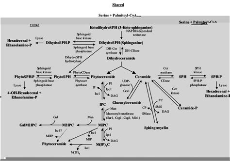 The Sphingolipid Biosynthetic Pathways A Scheme Of Sphingolipids And