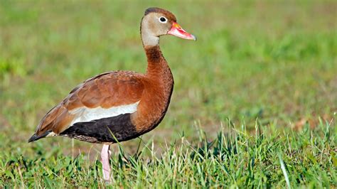 Black Bellied Whistling Duck Audubon Field Guide