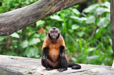 吼猴红色 库存照片 图片 包括有 照片 野生生物 大主教 逗人喜爱 哺乳动物 动物区系 敌意 14592016