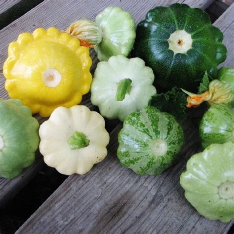 Squash Patty Pan Scallop Blend (Summer) - Moss Greenhouses