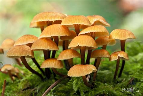 Mycena Sp Oregon Photography