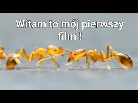 Przedstawienie koloni mrówek i karmienie D YouTube