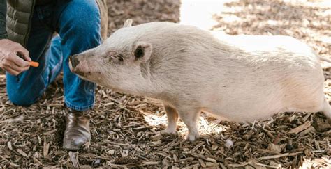 Pig Kidney Transplant Patient Dies 2 Months After Procedure - Wide Open ...