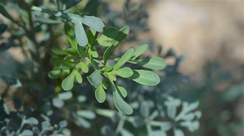 Plantas Para Tirar Mau Olhado E Inveja Da Casa