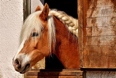 Sonhar cavalo o que significa Aposte no futebol online e torça