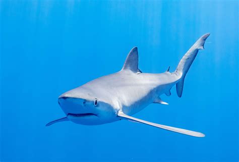 Zooming Through Waters: The 8 Fastest Sharks on Earth - Ocean Info