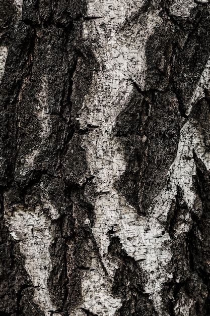 Premium Photo Birch Bark