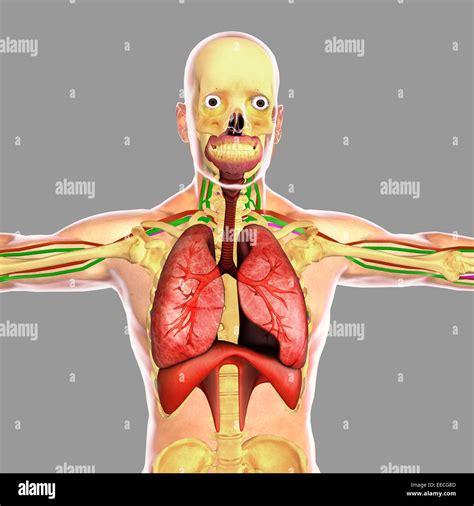 Menschliche Anatomie Der Lunge Fotos Und Bildmaterial In Hoher