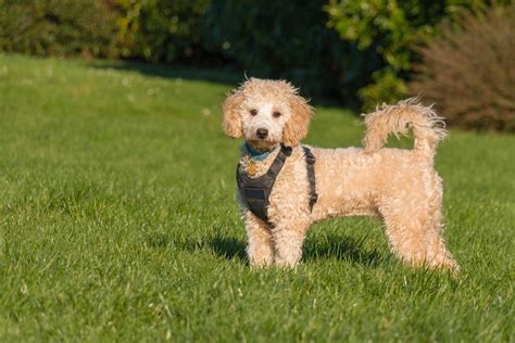 Poodle Dog Breed – Cooper Pet Care