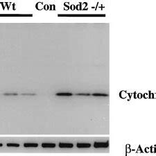 Western Blot Analysis Of Cytosolic Cytochrome C From Wild Type Mice