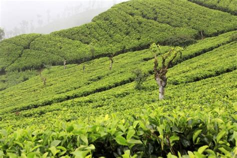 Tea Beginnings in Sri Lanka