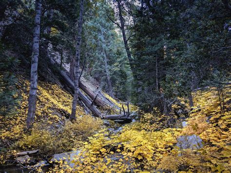 Autumn Morning - San Bernardino National Forest CA [OC][4032x3024 ...