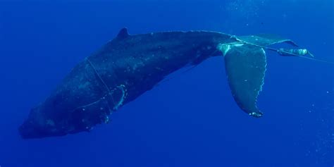 Threats to Whales | Hawaiian Islands Humpback Whale National Marine ...