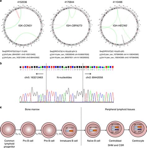 Ig Non Myc Translocations A Circo Plots Of Three Bl Cases With