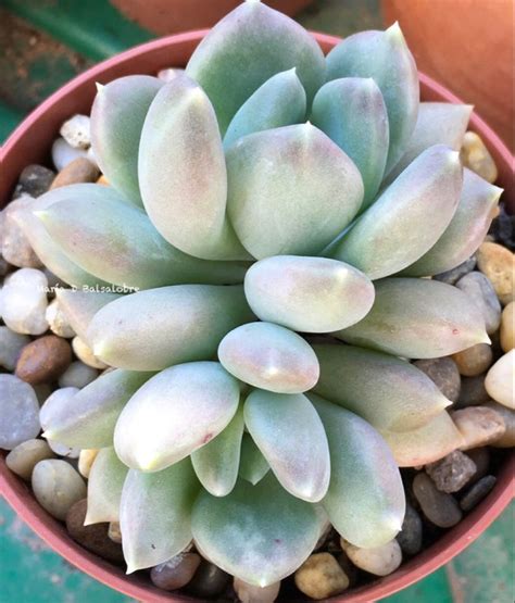 Pachyveria Corvus Beautiful Succulent Plant For Your Garden