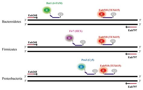 Ijms Free Full Text In Situ Profiling Of The Three Dominant Phyla