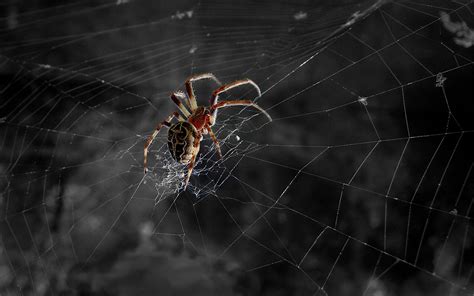 Cool Spider Wallpapers Wallpaper Cave