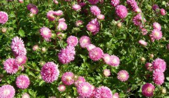 Астра Розовая россыпь