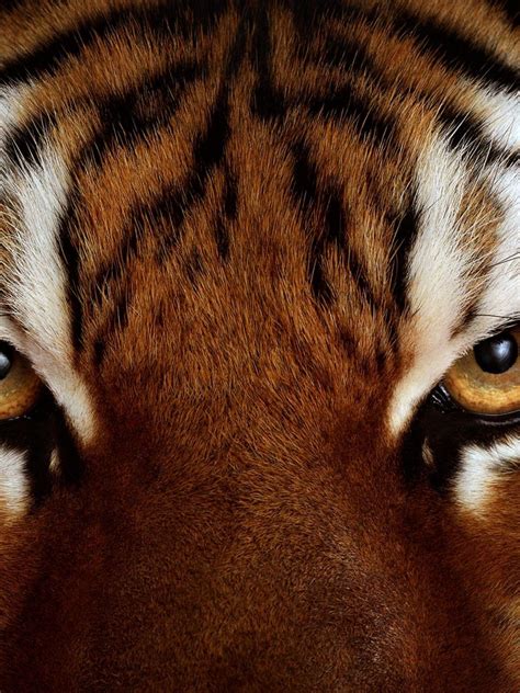 Tiger Eyes Wallpapers - Top Free Tiger Eyes Backgrounds - WallpaperAccess