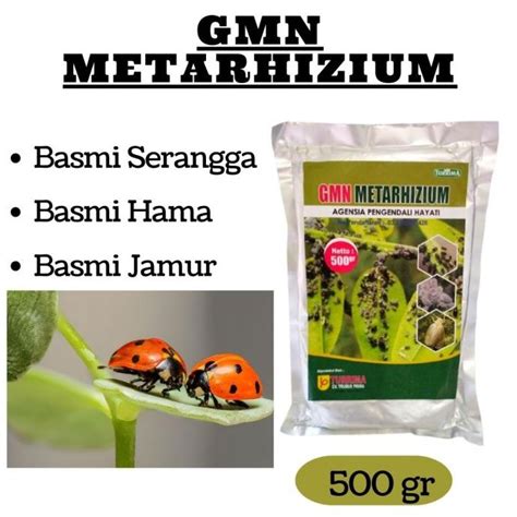 Jual Pengendali Hama Pertanian Dan Perkebunan Metarhizium Anisopliae