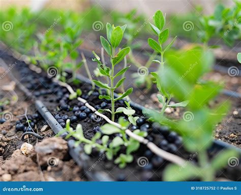 Efficient Drip Irrigation System For Blueberry Bushes In Raised Bed