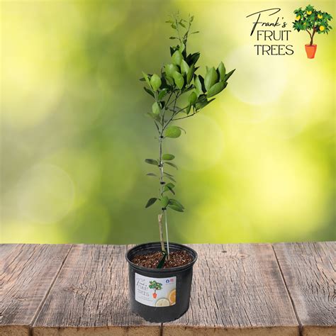 Dwarf Cara Cara Navel Orange Potted Tree Frank S Fruit Trees