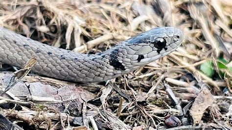 Kansas Herpetofaunal Atlas