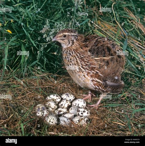 Common Quail (Coturnix coturnix). Female next to nest with eggs
