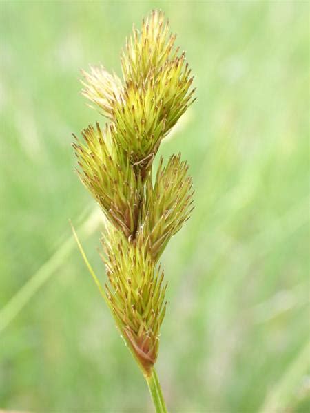 Carex Crawfordii Crawford S Sedge Fsus