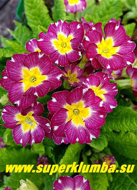 Примула высокая/элатиор, ее гибриды и сорта. | Зеленая дача