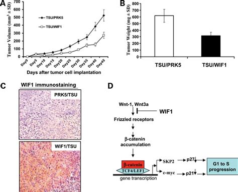 Ectopic Expression Of WIF1 In TSU PR1 Cells Inhibits Tumor Growth In A