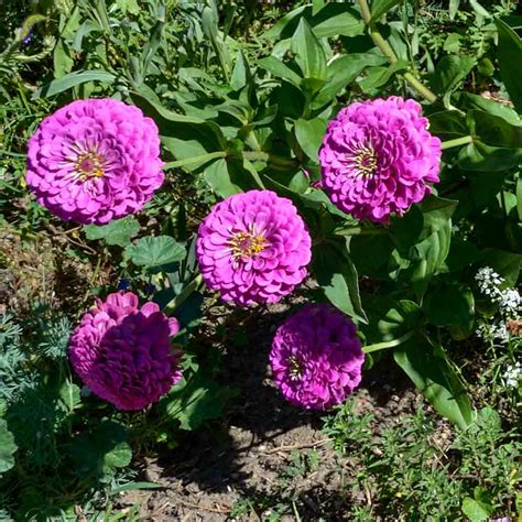 Cut & Come Again Heirloom Zinnia Mix Seeds | Terroir Seeds