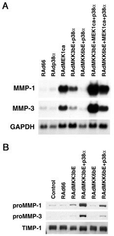 Activation Of P Mapk Enhances Collagenase Matrix