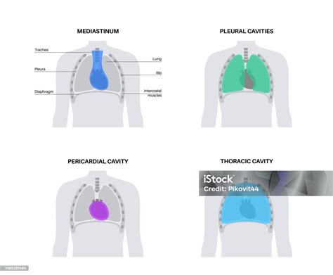 thoracic cavity poster stock illustration  image