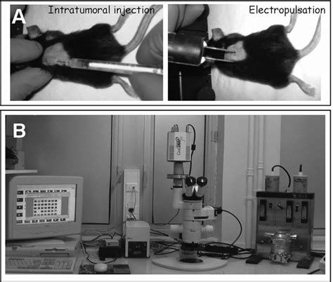 1 Experimental Set Up A Intratumoral Injection Of An Anesthetized