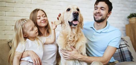 La Importancia De Las Mascotas Para La Salud Mental