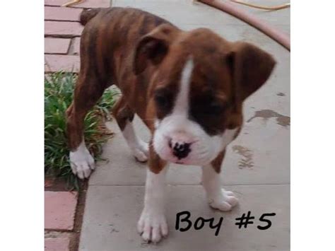 8 beautiful boxer puppies for adoption Fresno - Puppies for Sale Near Me