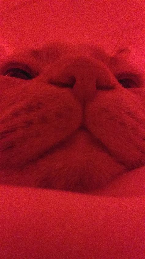 Thicc cat face close up | Cat face, Cats, Thicc