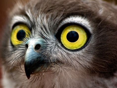 Cute Photos of Animals with Big Eyes | Animals Zone