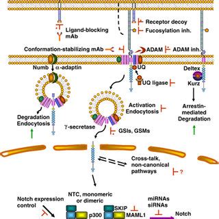 Pdf Rational Targeting Of Notch Signaling In Cancer