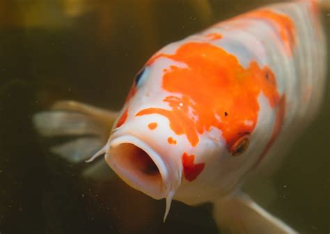 Orange And White Koi Fish Color Scheme Image Color Palettes